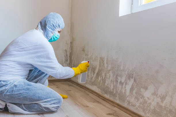 Licensed Mold Removal service in Argyle, TX - WQB Mold Removal
